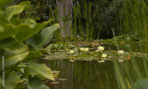 Still pond with reflection with flowering waterlily background 