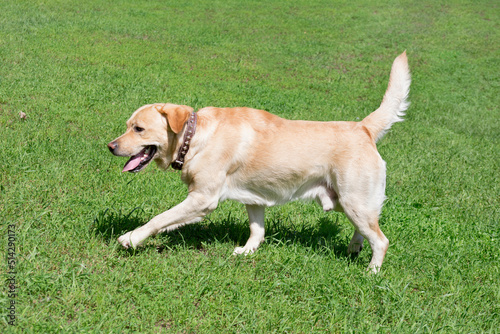Cute labrador retriever puppy is running on a green grass in the summer park. Pet animals.