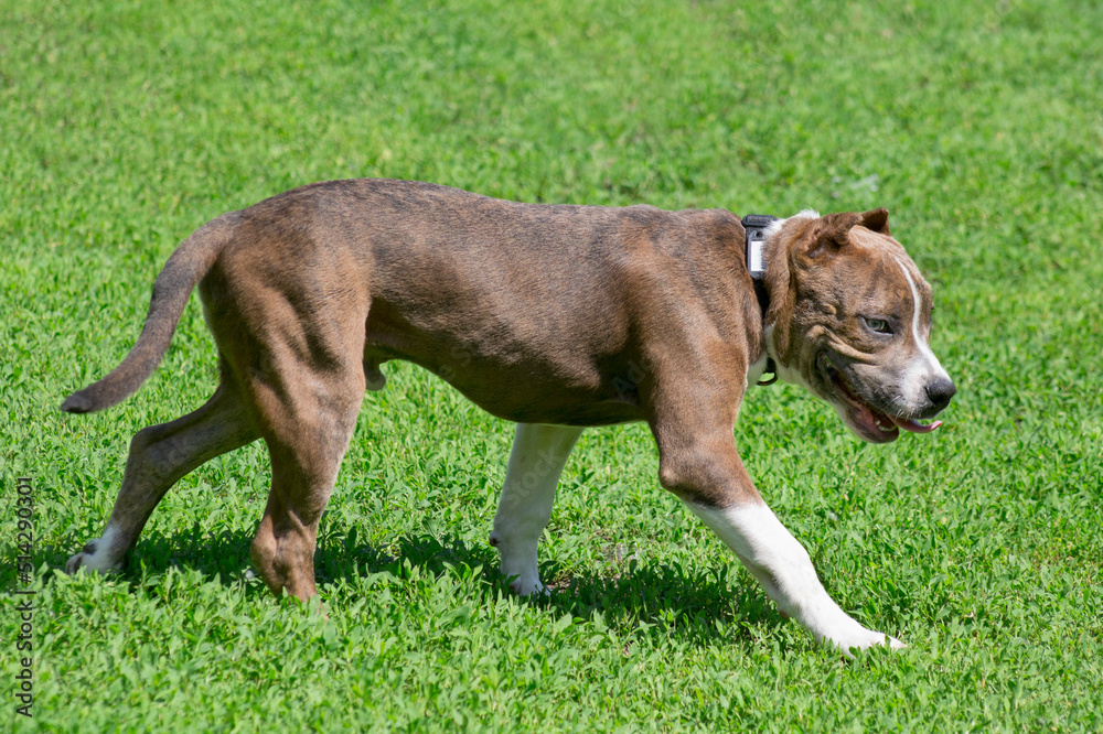 Cute american staffordshire terrier puppy is walking on a green grass in the summer park. Four month old. Pet animals. Purebred dog.