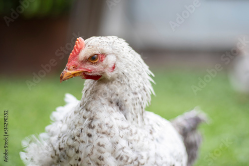 Chickens on the farm, poultry concept. White loose chicken outdoors. Funny bird on a bio farm. Domestic birds on a free range farm. Breeding chickens. Walk in the yard. Agricultural industry.