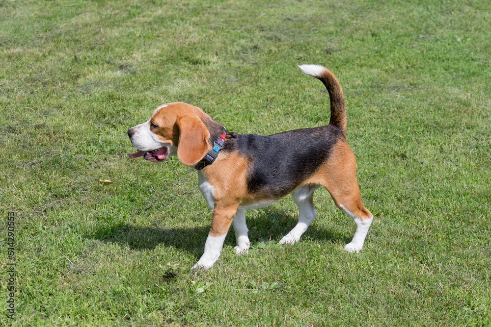 Cute english beagle puppy is standing on a green grass in the summer park. Pet animals. Purebred dog.