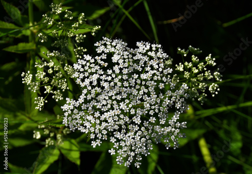 A large umbellate inflorescence of small white flowers of the common snyt plant (Latin Aegopodium podagraria) is a perennial herbaceous plant, a difficult-to-remove garden weed. Selective focus photo