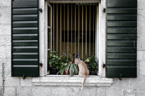 Honey-colored cat sitting on the edge of a window, surrounded by plants around him