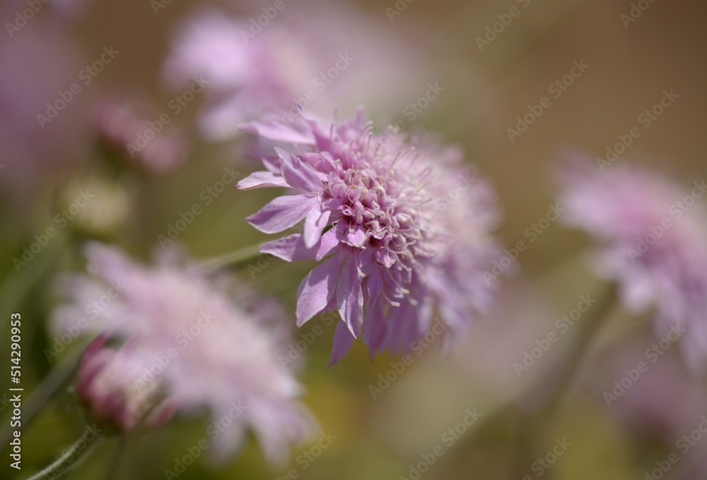 Flora of Gran Canaria - Pterocephalus dumetorus, mountain scabious endemic to the central Canary Islands, natural macro floral background

