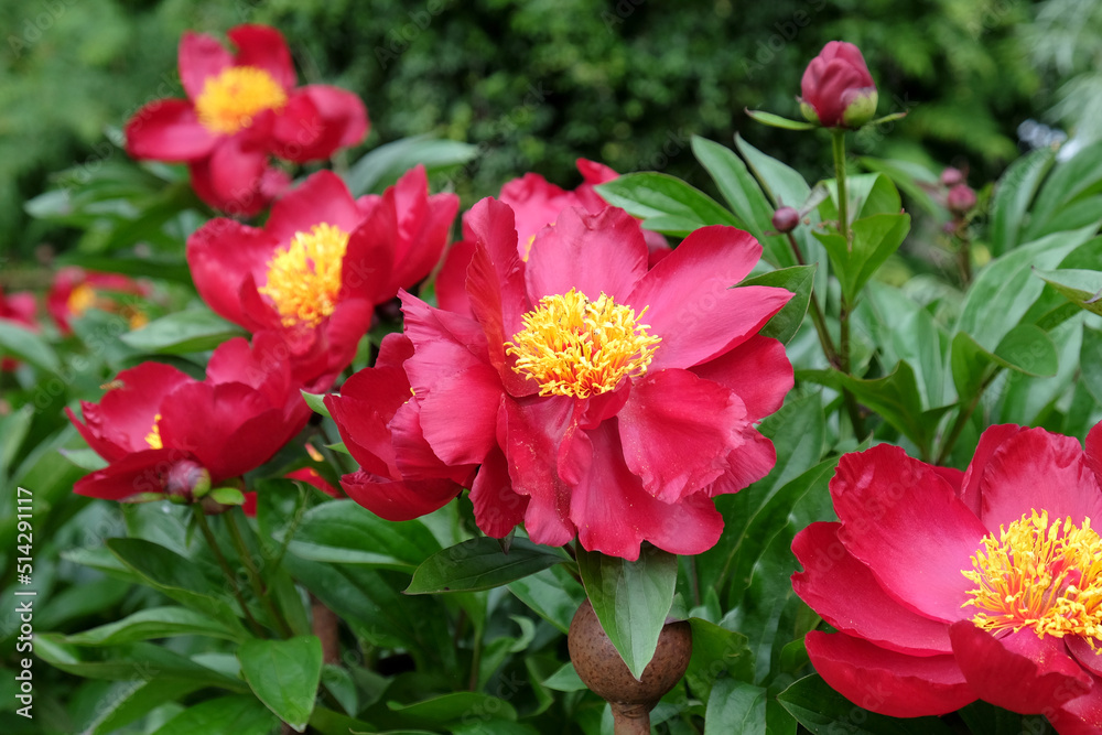 Paeonia lactiflora 'Blaze'  in flower.