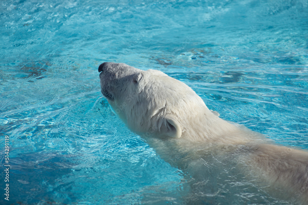 Naklejka premium Big polar bear is swimming in the blue water. Ursus maritimus or Thalarctos Maritimus. Animals in wildlife.
