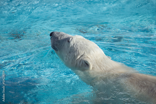 Big polar bear is swimming in the blue water. Ursus maritimus or Thalarctos Maritimus. Animals in wildlife.