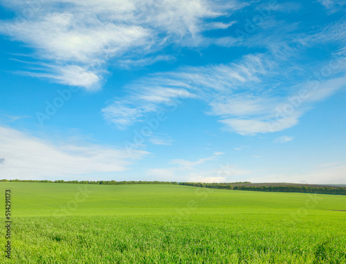 Wheat field and bright sky. © Serghei V