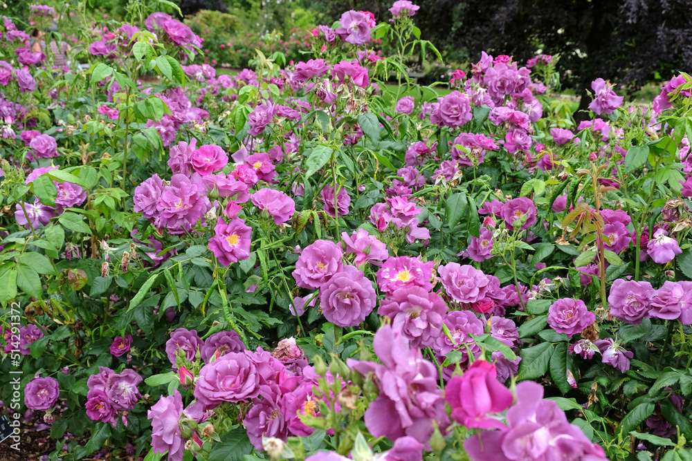 Purple Rosa 'Rhapsody in Blue' in flower Purple Rosa 'Rhapsody in Blue' in flower