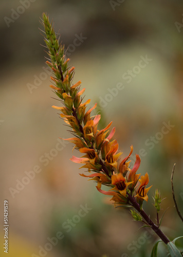 Flora of Gran Canaria - orange and red flowers of Isoplexis isabelliana, plant endemic to Gran Canaria
endangered species associated with Canary Pine forests, natural macro floral background photo