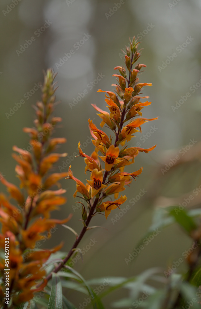 Flora of Gran Canaria - orange and red flowers of Isoplexis isabelliana, plant endemic to Gran Canaria
endangered species associated with Canary Pine forests, natural macro floral background Flora of Gran Canaria - orange and red flowers of Isoplexis isabelliana, plant endemic to Gran Canaria
endangered species associated with Canary Pine forests, natural macro floral background