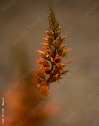 Flora of Gran Canaria - orange and red flowers of Isoplexis isabelliana, plant endemic to Gran Canaria
endangered species associated with Canary Pine forests, natural macro floral background photo