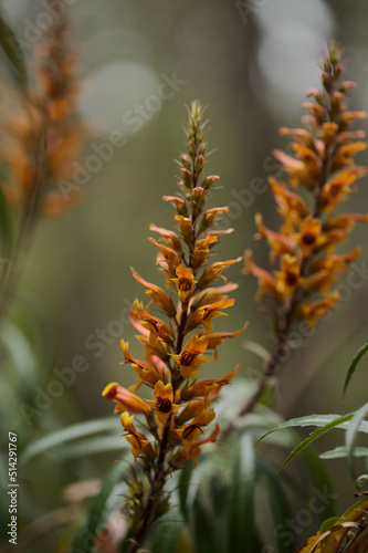 Flora of Gran Canaria - orange and red flowers of Isoplexis isabelliana, plant endemic to Gran Canaria
endangered species associated with Canary Pine forests, natural macro floral background photo