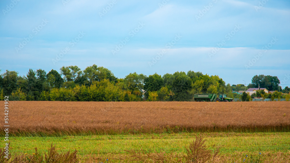 Tractor is engaged in harvesting in large wheat field against background of small trees and blue sky in clouds. Tractor harvests wheat in large field.