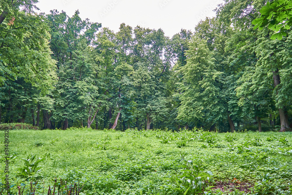 Forest in Yuri Gagrin park, Kaliningrad city. Maple, oak, ash.