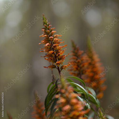 Flora of Gran Canaria - orange and red flowers of Isoplexis isabelliana, plant endemic to Gran Canaria
endangered species associated with Canary Pine forests, natural macro floral background photo