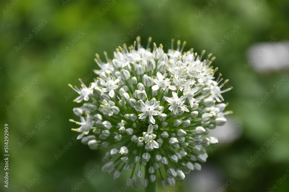 the magic summer garden flowers the magic summer garden flowers
