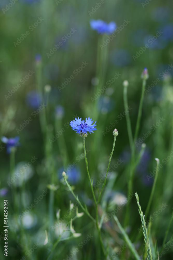 Bright blue cornflowers grow on a rye field.