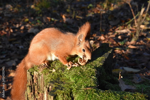 squirrel in the forest © Nick