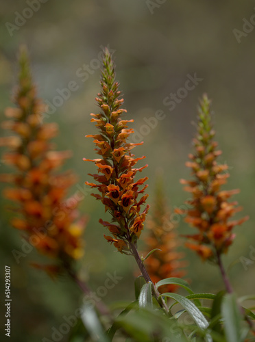 Flora of Gran Canaria - orange and red flowers of Isoplexis isabelliana, plant endemic to Gran Canaria
endangered species associated with Canary Pine forests, natural macro floral background photo