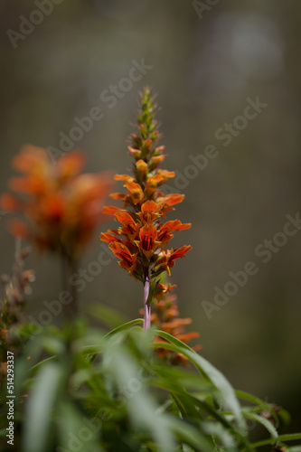 Flora of Gran Canaria - orange and red flowers of Isoplexis isabelliana, plant endemic to Gran Canaria
endangered species associated with Canary Pine forests, natural macro floral background
 photo