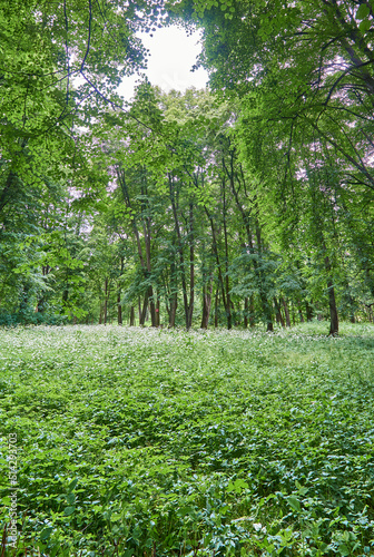 Forest in Yuri Gagrin park, Kaliningrad city. Maple, oak, ash.