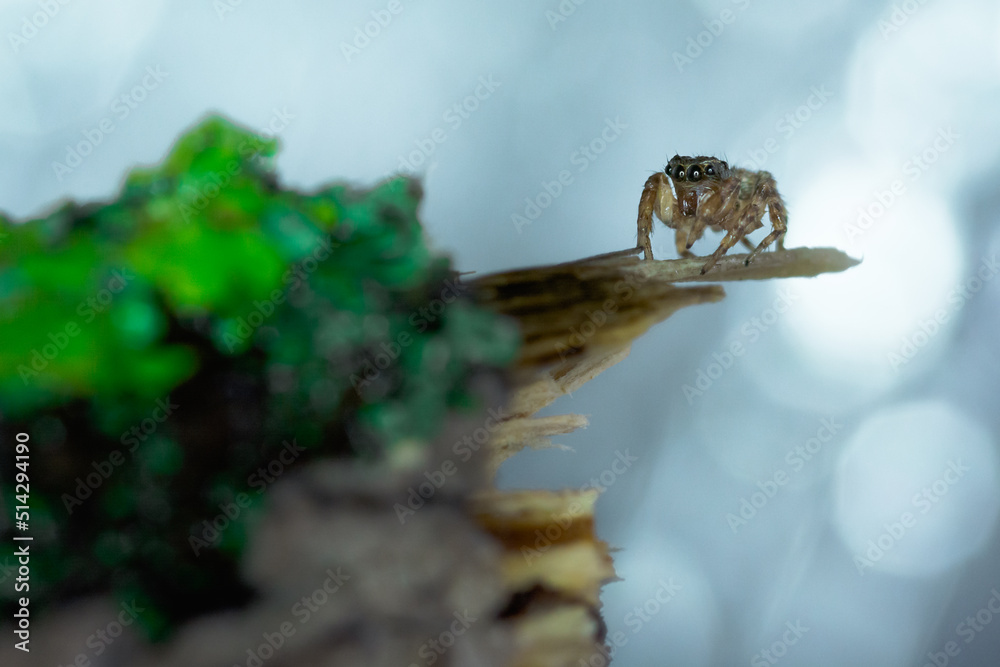Salticidal spider with bright background Salticidal spider with bright background