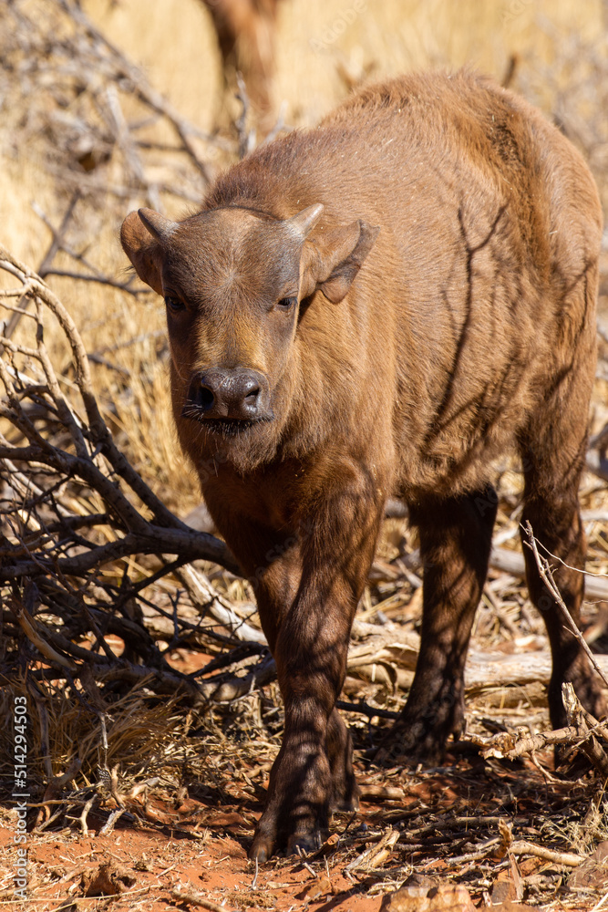 Fototapeta premium Cape or African buffalo calf, Game farm, South Africa