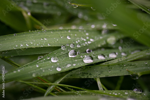 Macro shot of raindrops on green blades of grass