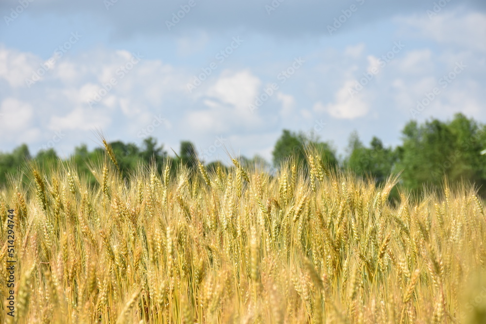 wheat field and sky wheat field and sky