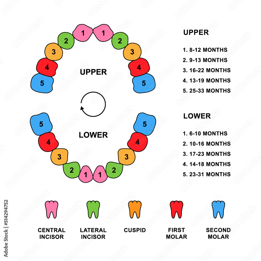 Child teeth dentition anatomy with descriptions. Child jaw parts ...