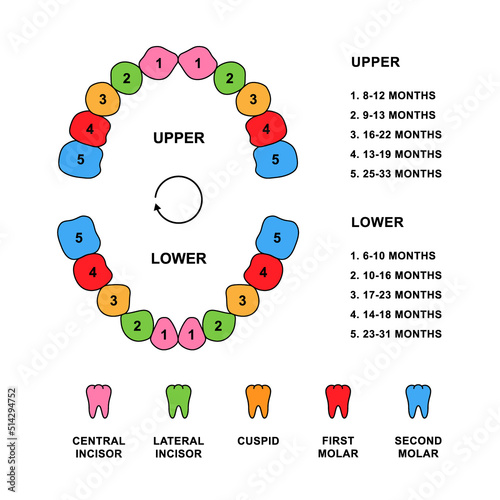 Child teeth dentition anatomy with descriptions. Child jaw parts - central incisor, lateral incisor, cuspid, first molar, second molar teeth.