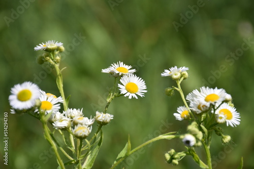 wild meadow chamomile flowers