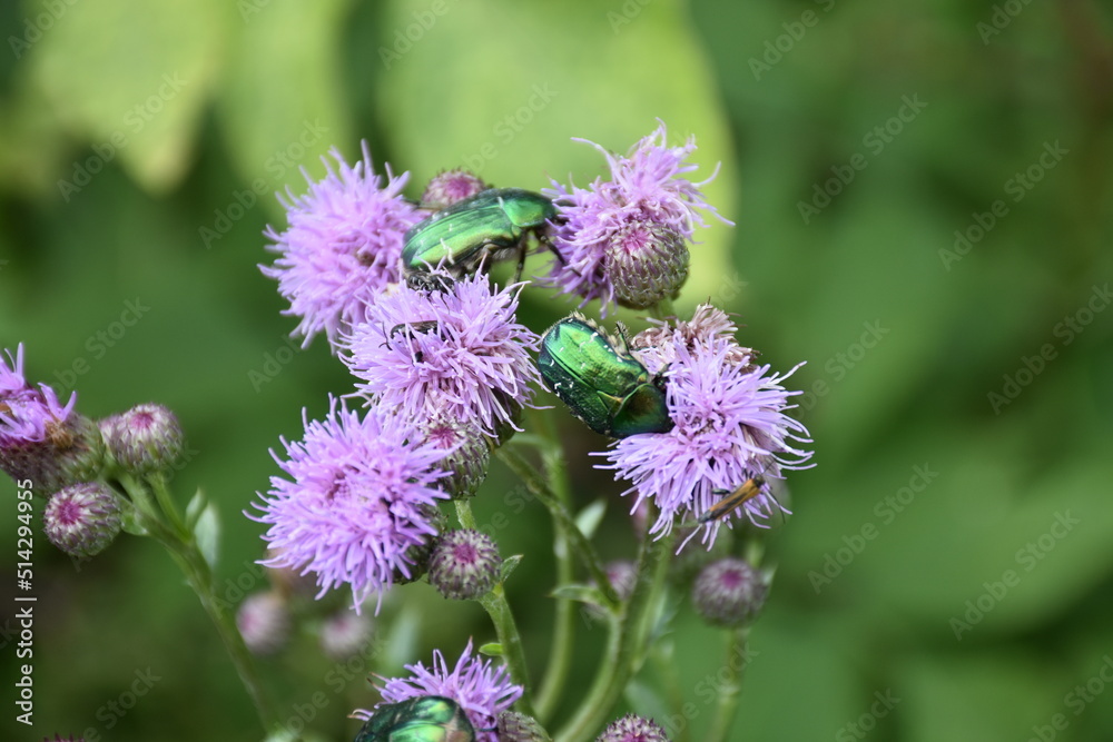 Obraz premium Flower Chafers on meadow flower