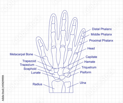 Human hand bones anatomy drawing with a pen on notebook. Hand parts structure diagram with bones description. Human internal organ illustration. photo