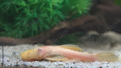 Ancistrus bushynose fish on the bottom sand underwater in aquarium photo