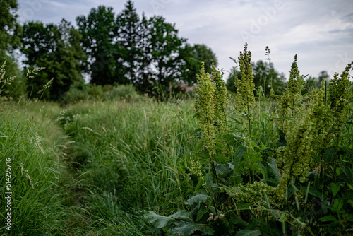 russian dock rumex confertus with seeds in overgrouwn green summer meadow