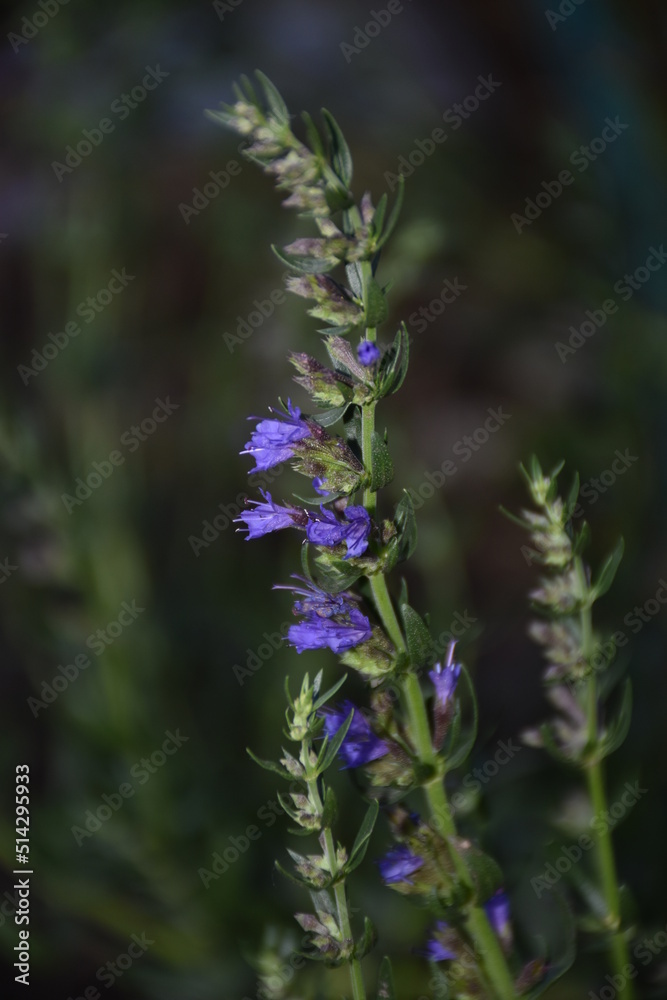 lavender at the evening lavender at the evening