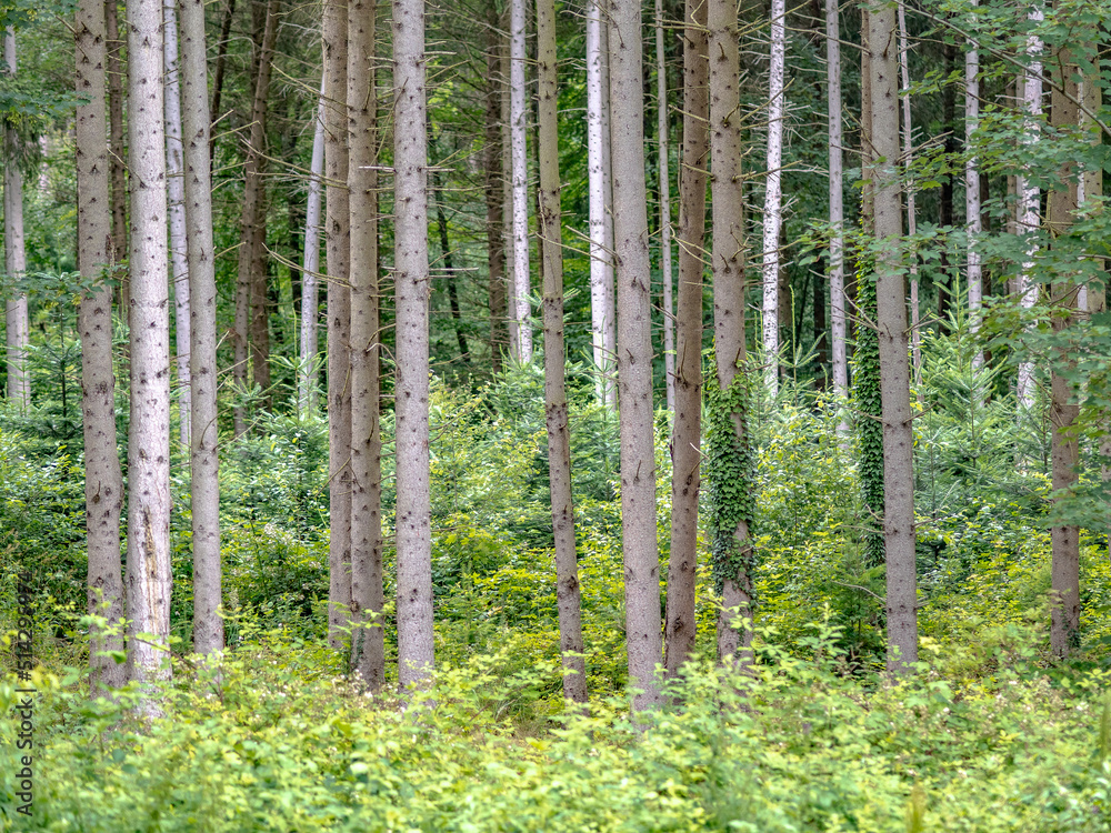 Fototapeta premium Wiederaufforstung im Mischwald