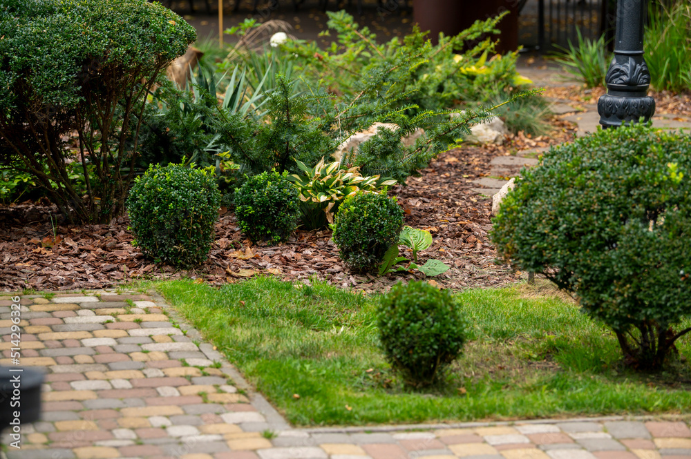 flowerbed with evergreen round bushes of boxwood and juniper in landscape design flowerbed with evergreen round bushes of boxwood and juniper in landscape design