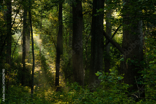 Rays of light in a forest