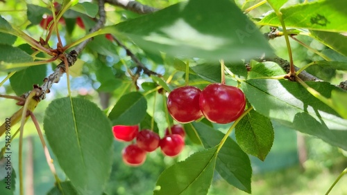 Sour Cherry Closeup