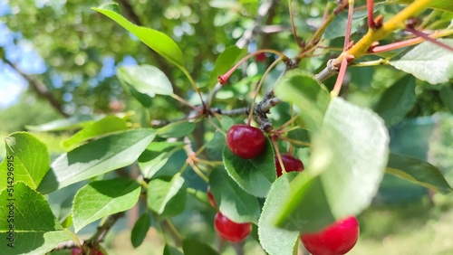 Sour Cherry Closeup