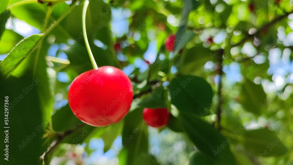 Sour cherry on a tree