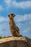 Meerkat, suricate, funny animal watching on a rock
