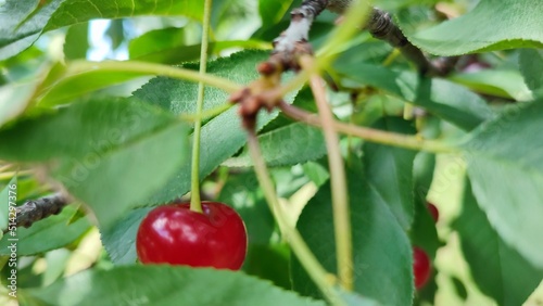 Sour cherry on a tree