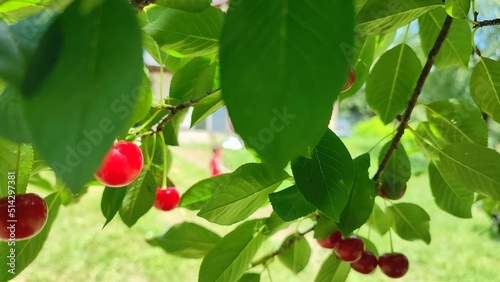 Sour cherry on a tree