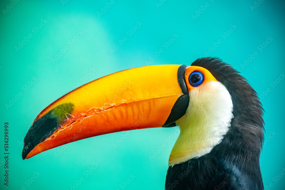 toucan bird on a branch