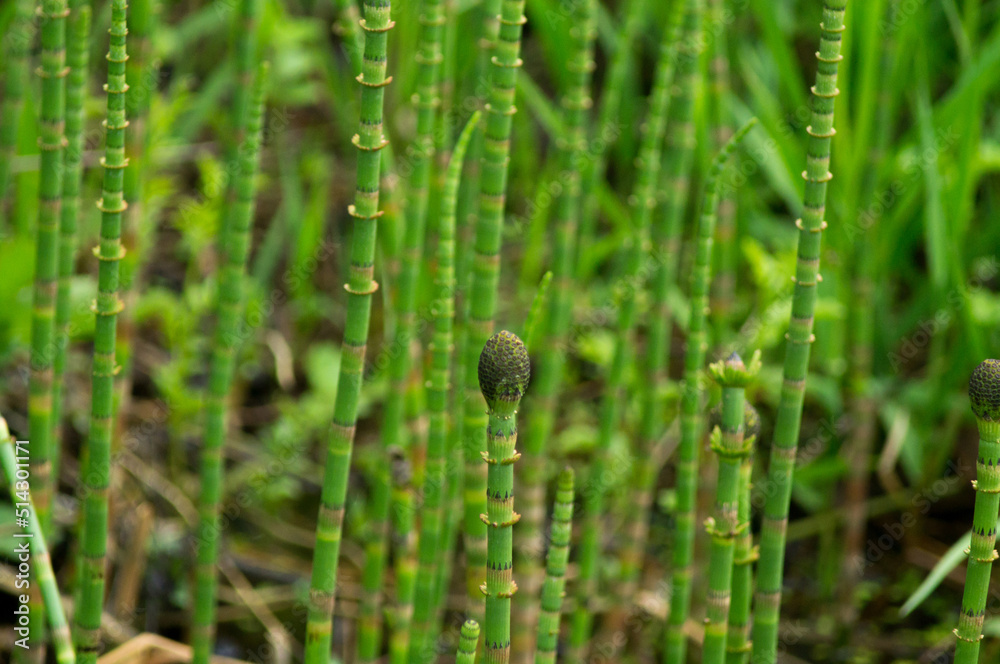 Young horsetail (Equisetum fluviatile) plants in swamp Young horsetail (Equisetum fluviatile) plants in swamp