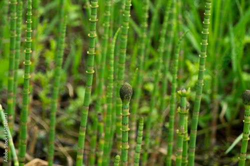 Young horsetail (Equisetum fluviatile) plants in swamp